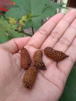 close up view of dried pine tree flowers still bud on hand can be used for home decoration