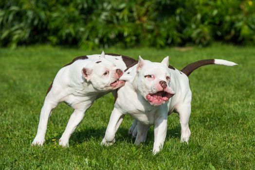 Two White American Bully puppies dogs are playing in move on nature on green grass. Medium sized dog with a compact bulky muscular body, blocky head and heavy bone structure.