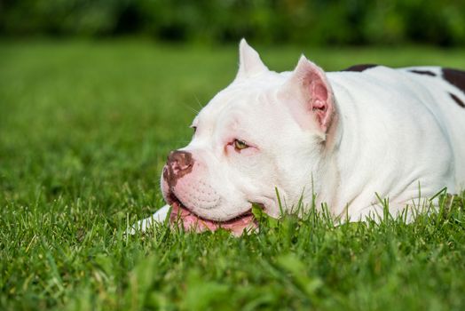 White American Bully puppy dog lies on green grass. Medium sized dog with a compact bulky muscular body, blocky head and heavy bone structure.