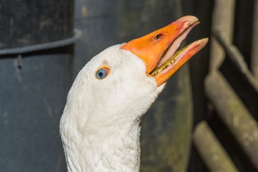 old white goose muzzle close up portait on nature