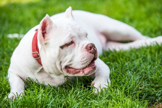 White American Bully puppy dog lies on green grass. Medium sized dog with a compact bulky muscular body, blocky head and heavy bone structure.