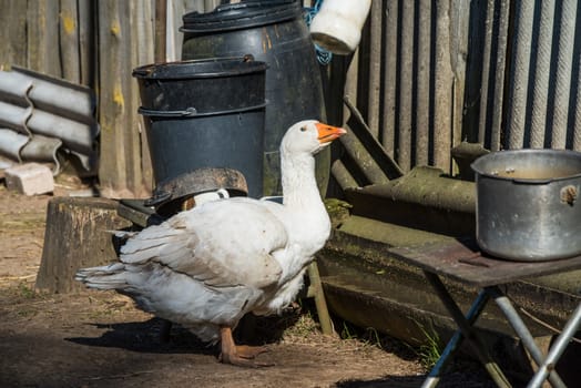 old white goose portait on nature in the yard