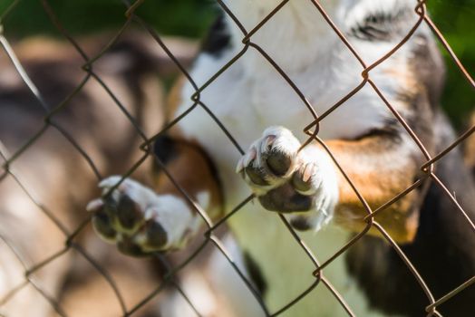 dog of unknown breed behind bars in a animal shelter