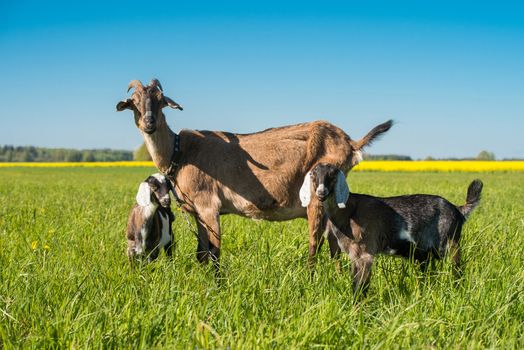 Two baby goats with mother standing on green lawn or field