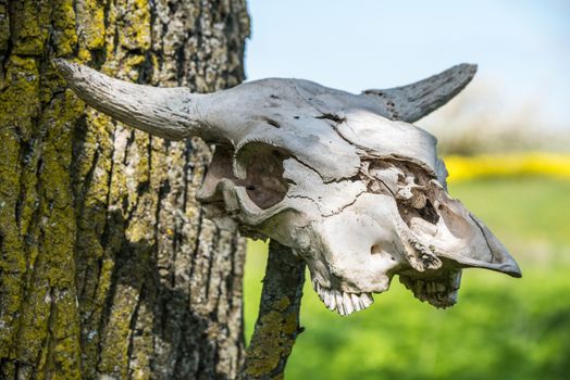 cow head skeleton. Horned cow head skeleton hanging on wood.