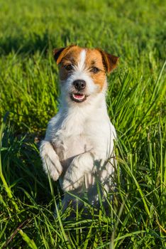 Jack Russell Dog sits on the green grass smiling.