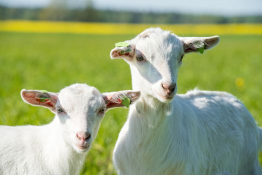 Two white baby goats standing on green lawn or field
