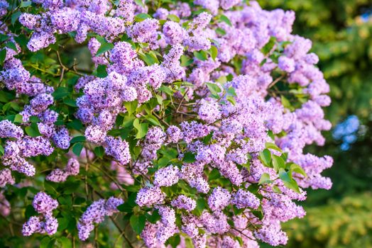 Branch of purple lilac flowers with the leaves, floral background