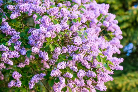 Branch of purple lilac flowers with the leaves, floral background