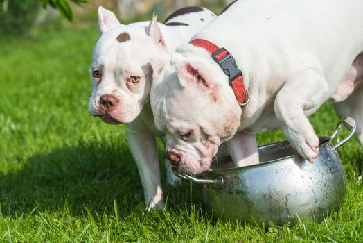 Two White American Bully puppies dogs are drinking water on green grass. Medium sized dog with a compact bulky muscular body, blocky head and heavy bone structure.