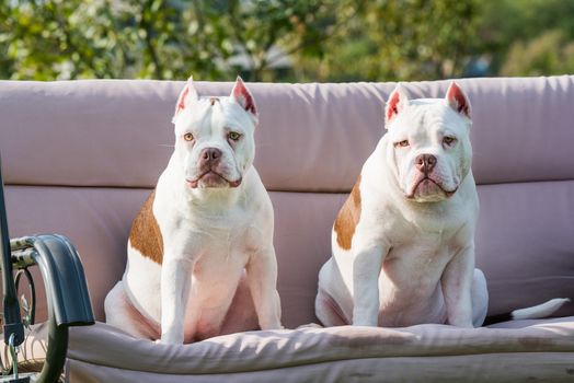 Two White American Bully puppies dogs are sitting on nature on sofa. Medium sized dog with a compact bulky muscular body, blocky head and heavy bone structure.