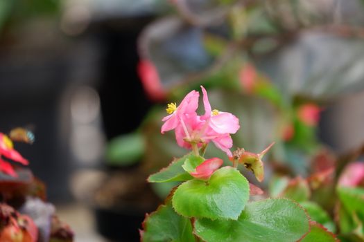 Begonia semperflorens or Wax Begonia is used as an outdoor ornamental plant. It is a compact, mounded, succulent, fibrous rooted plant with fleshy stems and green to bronze leaves