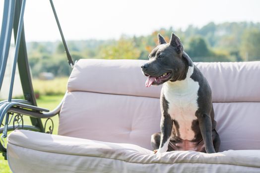 Female blue brindle American Staffordshire Terrier dog or AmStaff is sitting on nature on sofa.