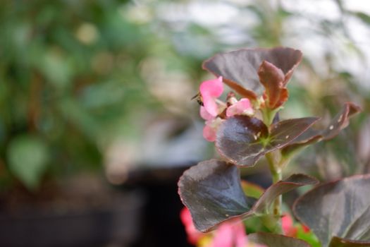 Begonia semperflorens or Wax Begonia is used as an outdoor ornamental plant. It is a compact, mounded, succulent, fibrous rooted plant with fleshy stems and green to bronze leaves