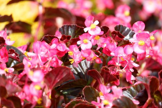Begonia semperflorens or Wax Begonia is used as an outdoor ornamental plant. It is a compact, mounded, succulent, fibrous rooted plant with fleshy stems and green to bronze leaves