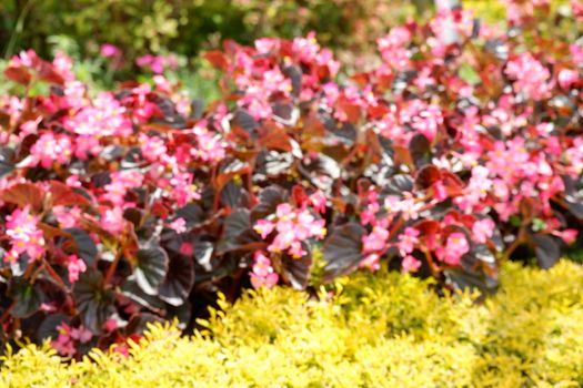 Begonia semperflorens or Wax Begonia is used as an outdoor ornamental plant. It is a compact, mounded, succulent, fibrous rooted plant with fleshy stems and green to bronze leaves