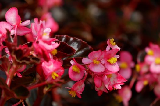 Begonia semperflorens or Wax Begonia is used as an outdoor ornamental plant. It is a compact, mounded, succulent, fibrous rooted plant with fleshy stems and green to bronze leaves