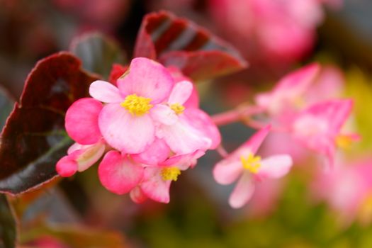 Begonia semperflorens or Wax Begonia is used as an outdoor ornamental plant. It is a compact, mounded, succulent, fibrous rooted plant with fleshy stems and green to bronze leaves