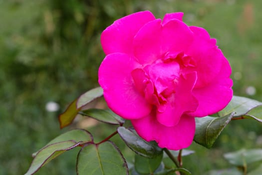 Red rose as a natural and holidays background, nature