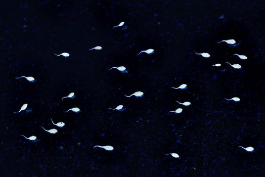 Spermatozoa on dark background. White sperm illustration