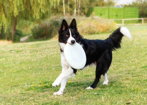 Black and white collie playing and jumping on the grass