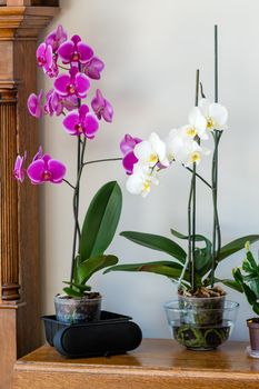 flowers of purple orchid on white background