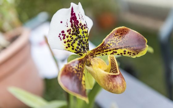 Beautiful hybrid phalaenopsis orchid cultivated in greenhouse