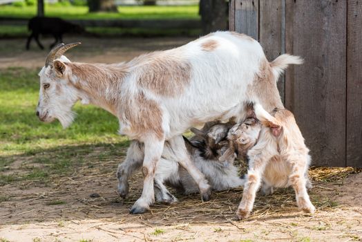 A goat mother feeding her baby in the pasture. Two little goats drink milk