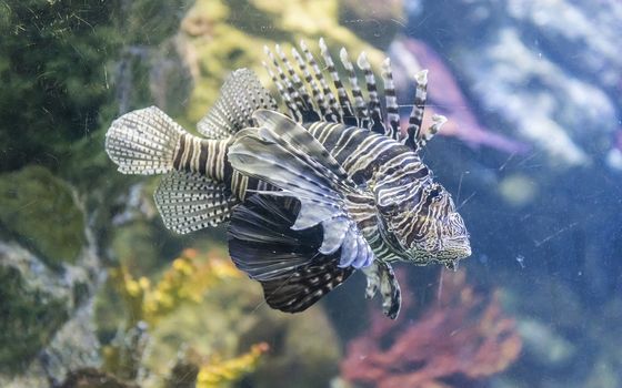 Closeup of a Pterois, commonly known as lionfish, as seen in aquarium environment