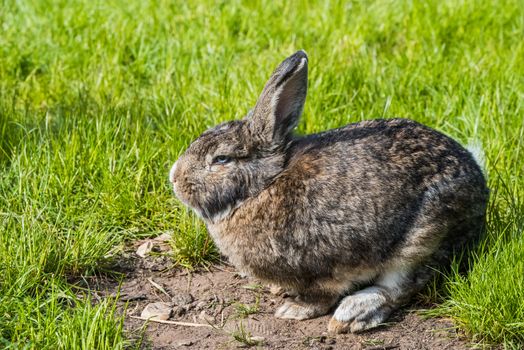 Gray bunny sitting on green grass. Large adult grey hare with long ears in full growth on green grass. Rabbit eating on a green grass lawn.