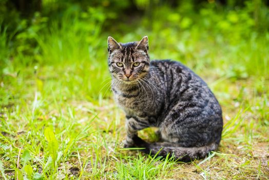 Portrait of a gray tabby cat with long whiskers. Cat on green grass
