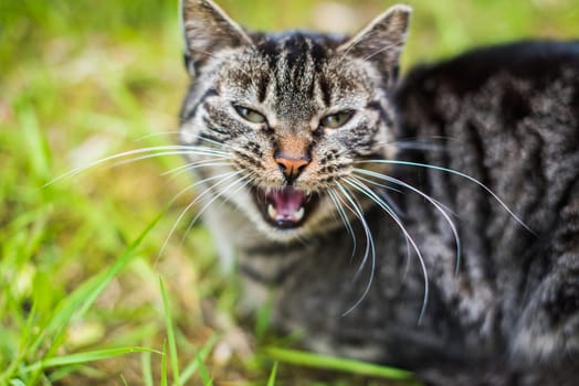 Gray tabby cat is crying. Cat on green grass