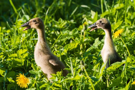 Two Little domestic gray duckling sitting in green grass.