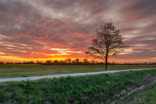 Tree by the country road and colorful clouds during sunset, evening spring landscape