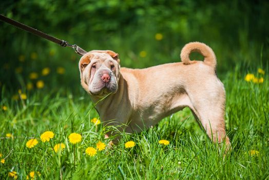 Shar Pei dog on a leash on a background of green grass