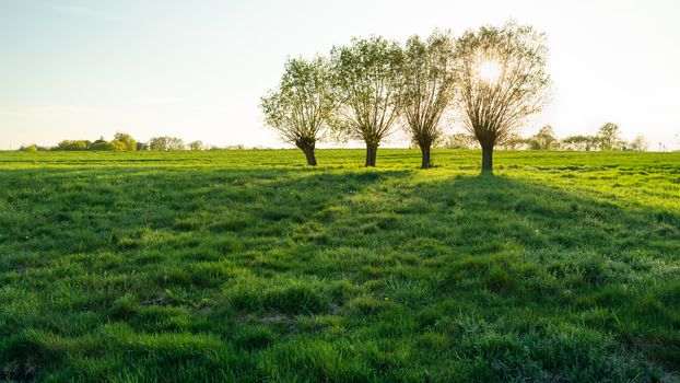 The sun behind willow trees in a green meadow, sunny spring day