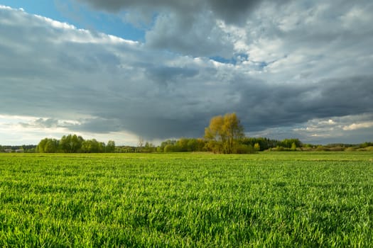 Green field of young grain and gray clouds on the sky, spring rural landscape