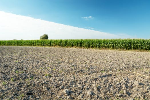 Ploughed field and corn field, white cloud in the blue sky