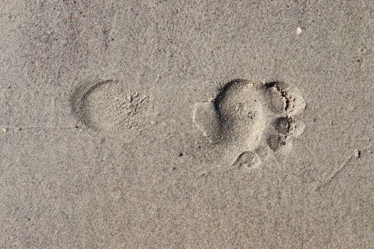 Beautiful detailed footprints in the sand of a beach during summer. Copy space background.