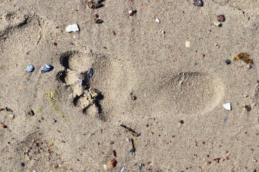 Beautiful detailed footprints in the sand of a beach during summer. Copy space background.