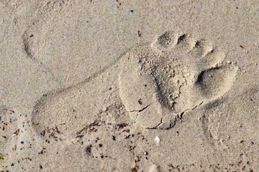 Beautiful detailed footprints in the sand of a beach during summer. Copy space background.