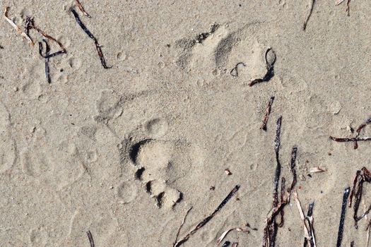 Beautiful detailed footprints in the sand of a beach during summer. Copy space background.