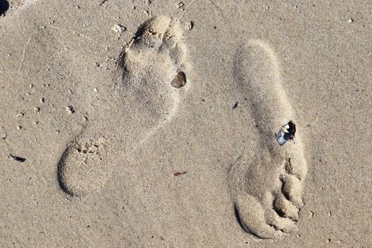 Beautiful detailed footprints in the sand of a beach during summer. Copy space background.