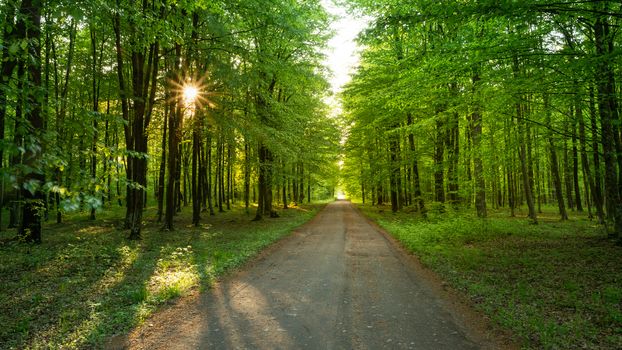 Dirt road through green forest and sunshine, spring view