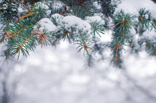 Coniferous branches covered with hoarfrost. Sprig of christmas tree in snow. Winter holiday greeting card, banner or poster with place for text