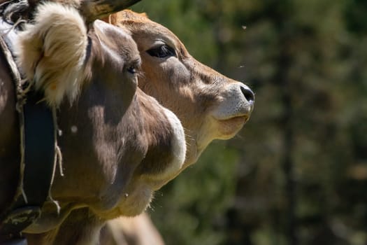 Close-up and detail of two cow heads, caressing each other. Animal themes.