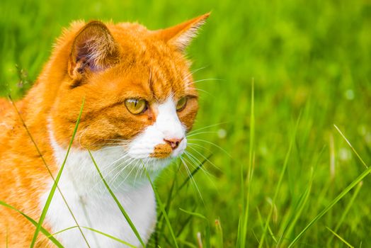 Red cat is sitting in green grass in spring, summer garden. Portrait in profile close up