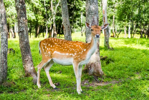 Deer amid portrait on green grass in park background.