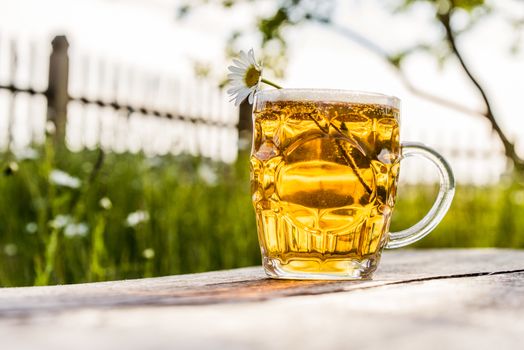 Glass of light beer and chamomile flower on nature. Preparing Ligo festival. Riga. Latvia