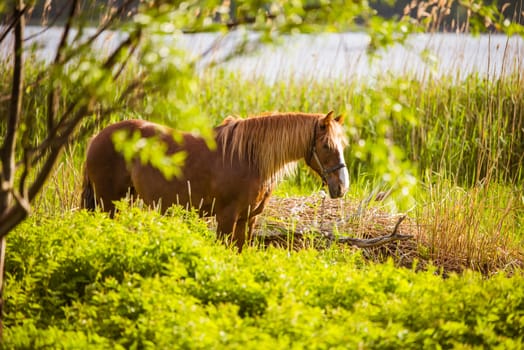 Horse grazing freely in a rural scene with a river in the background